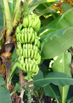 Banana 'Grand Nain' (Musa Acuminata) -Sowexotic Shop bananafruittreesowexoticnursery 3