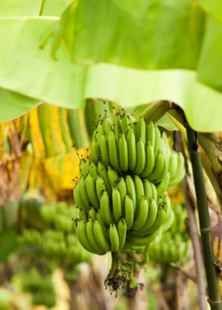 Banana 'Grand Nain' (Musa Acuminata) -Sowexotic Shop bananafruittreesowexoticnursery 6
