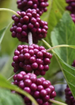 Beautyberry (Callicarpa Americana) -Sowexotic Shop beautyberrysowexotic 1