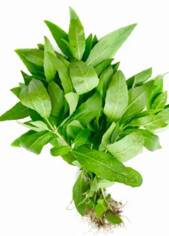 Bhringraj (Eclipta Prostrata, Syn, Eclipta Alba) -Sowexotic Shop bhringrajEcliptaprostratasowexotic 1