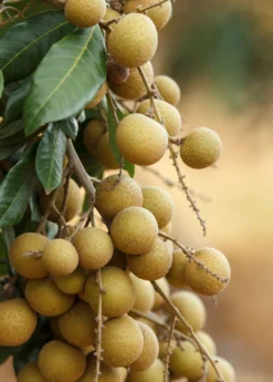Longan, 'Biew Kiew' (Dimocarpus Longan) -Sowexotic Shop biewkiewlongansowexoticnursery