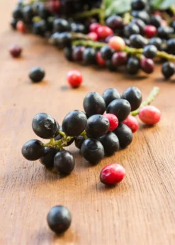 Bignay (Antidesma Bunius) -Sowexotic Shop bignayAntidesmabuniuslivesowexotic 3