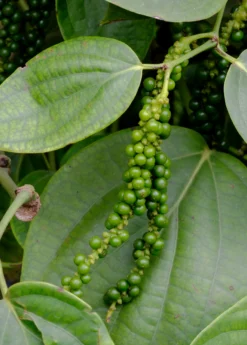 Black Pepper Vine (Piper Nigrum) 5 Black Pepper Vine (Piper Nigrum) -Sowexotic Shop black pepper 1 1610px X 2250px
