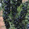 Black Goji Berry (Lycium Ruthenicum)