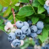 Blueberry 'Sunshine Blue' (Vaccinium Corymbosum)