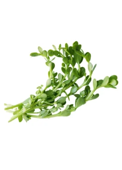 Brahmi (Bacopa Monnieri) -Sowexotic Shop brahmi leaves on a white background