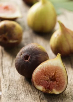 Fig 'Brown Turkey' (Ficus Carica)