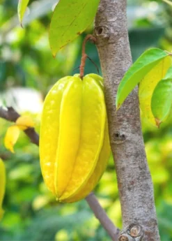 Star Fruit 'Kari' (Averrhoa Carambola)