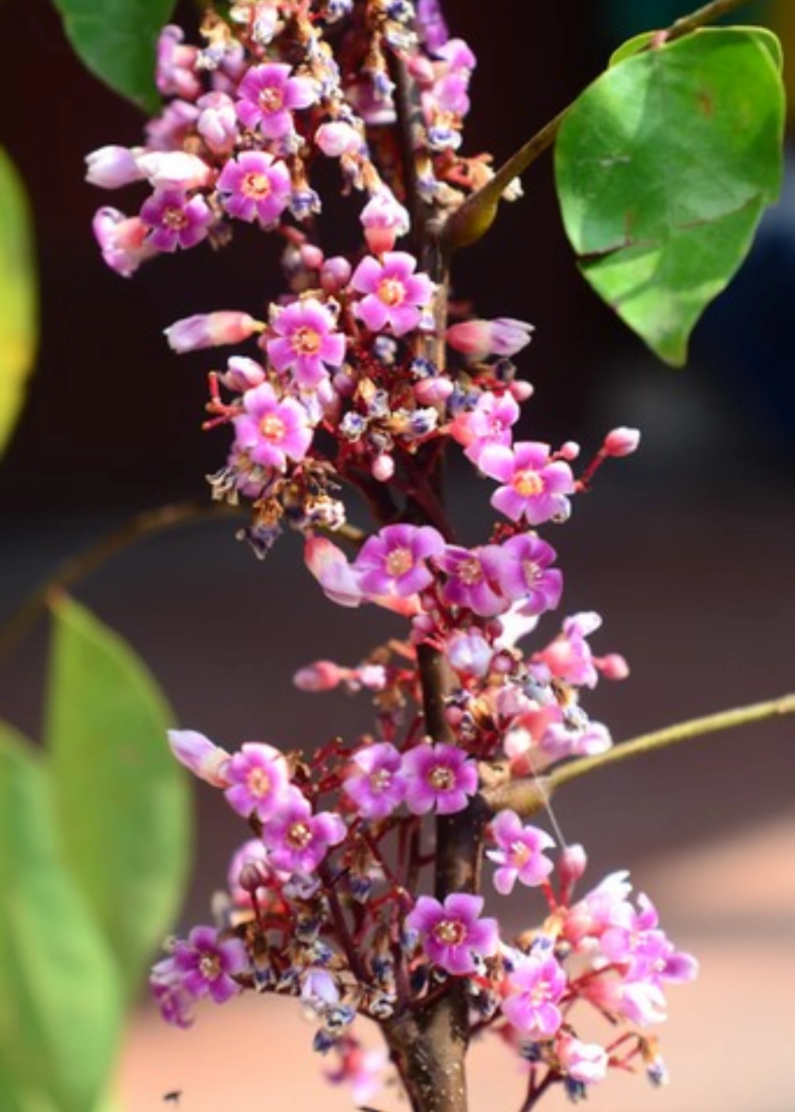 Star Fruit 'Kajang' (Averrhoa Carambola) 2 Star Fruit 'Kajang' (Averrhoa Carambola) - Image 2