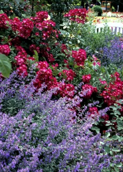 Catnip (Nepeta Cataria) -Sowexotic Shop catnipcatmint Nepetacataria sowexotic 1