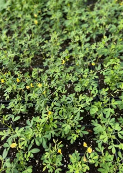 Chipilín (Crotalaria Longirostrata) -Sowexotic Shop chipilinsowexotic 4