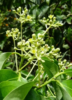 Cinnamon (Cinnamomum Verum) -Sowexotic Shop cinnamon flower buds 1610px X 2250px