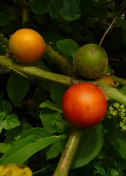 Cocona (Solanum Sessiliflorum) -Sowexotic Shop cocona fruit