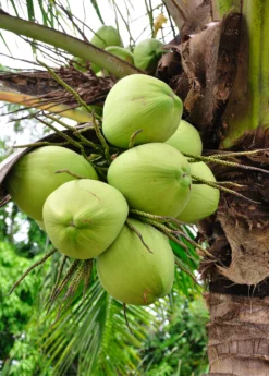 Coconut Palm Tree (Cocos Nucifera)