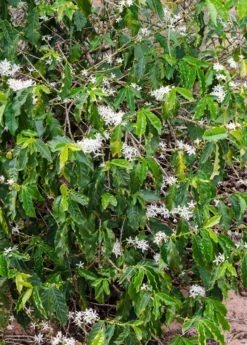 Coffee (Coffea Arabica) -Sowexotic Shop coffeearabica