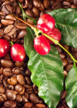 Coffee (Coffea Arabica) -Sowexotic Shop coffeeplantsowexotic