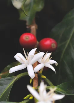Coffee (Coffea Arabica) -Sowexotic Shop coffeeplantsowexotic 1