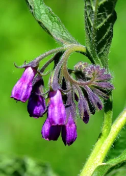 Comfrey (Symphytum Uplandicum) -Sowexotic Shop comfrey flower buds 1610px X 2250px