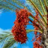 Date Palm (Phoenix Dactylifera)
