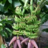 Banana Dwarf 'Double Mahoi' (Musa Acuminata)