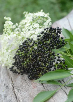 Elderberry, Florida Native (Sambucus Canadensis) -Sowexotic Shop elberberry and elderflower