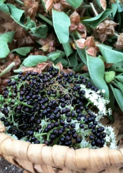 Elderberry, Florida Native (Sambucus Canadensis) -Sowexotic Shop elberberry and elderflower with ashwaghanda