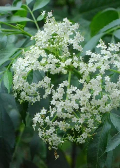 Elderberry, Florida Native (Sambucus Canadensis) -Sowexotic Shop elderflower on theplant