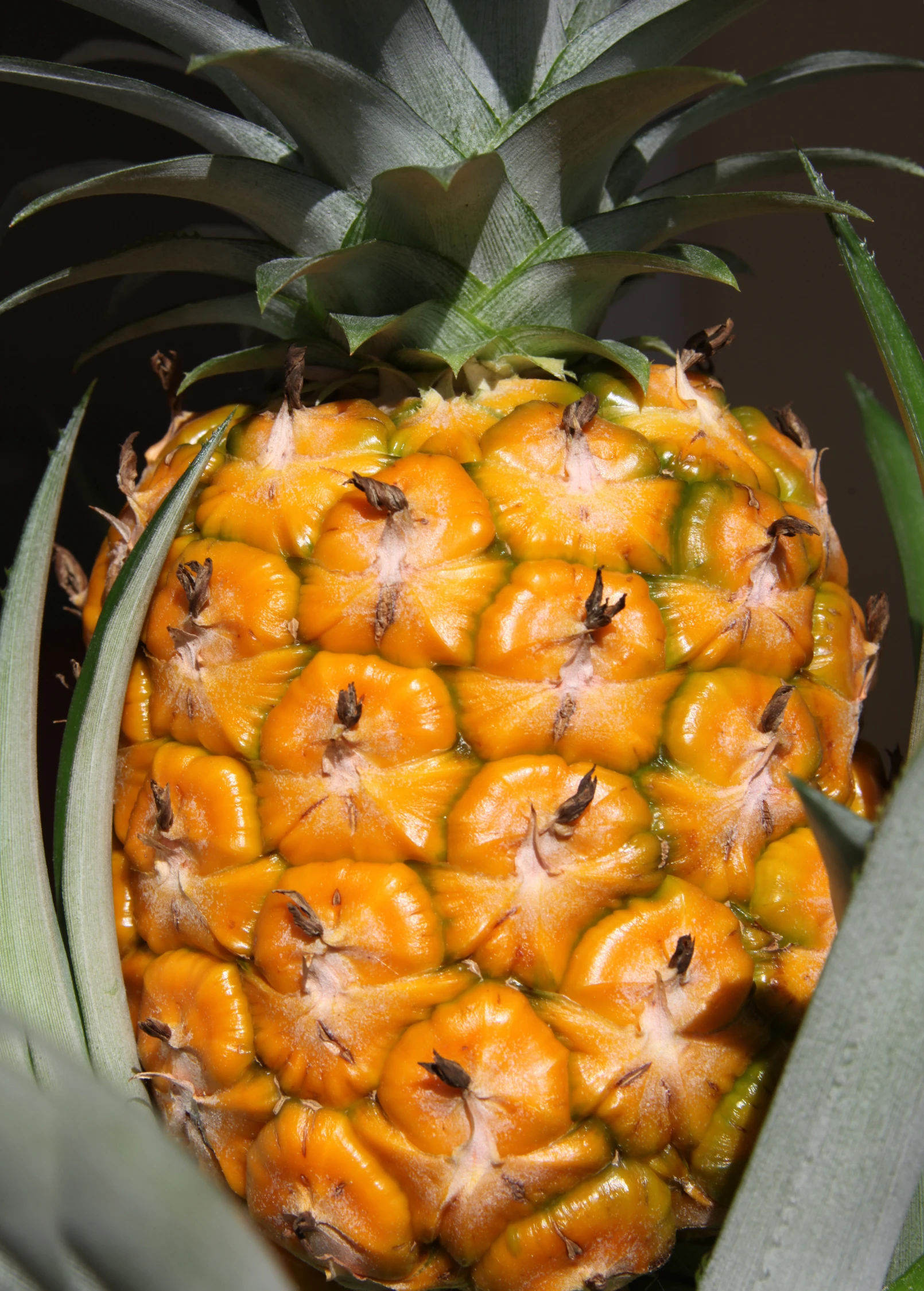 Pineapple 'Elite Gold' (Ananas Comosus) 2 Pineapple 'Elite Gold' (Ananas Comosus) - Image 2