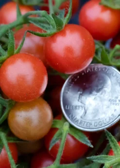 Everglades Tomato (Solanum Pimpinellifolium) -Sowexotic Shop everglades tomatoes sow exotic