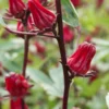 Florida Cranberry (Hibiscus Sabdariffa)