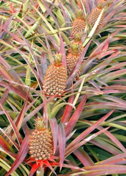 Pineapple 'Florida Special' (Ananas Comosus)
