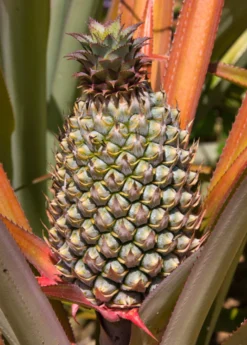 Pineapple 'Florida Special' (Ananas Comosus) -Sowexotic Shop floridaspecialspinelesspineapplesowexotic 1