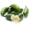 Green Finger Lime (Citrus Australasica)