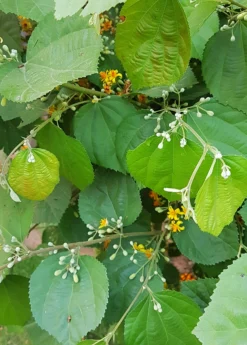 Sherbert Berry (Grewia Asiatica) -Sowexotic Shop grewia asiatica plant