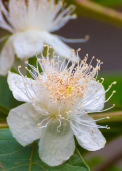 Guava, Wild Florida (Psidium Guajava) 6 Guava, Wild Florida (Psidium Guajava) -Sowexotic Shop guava flower portrait
