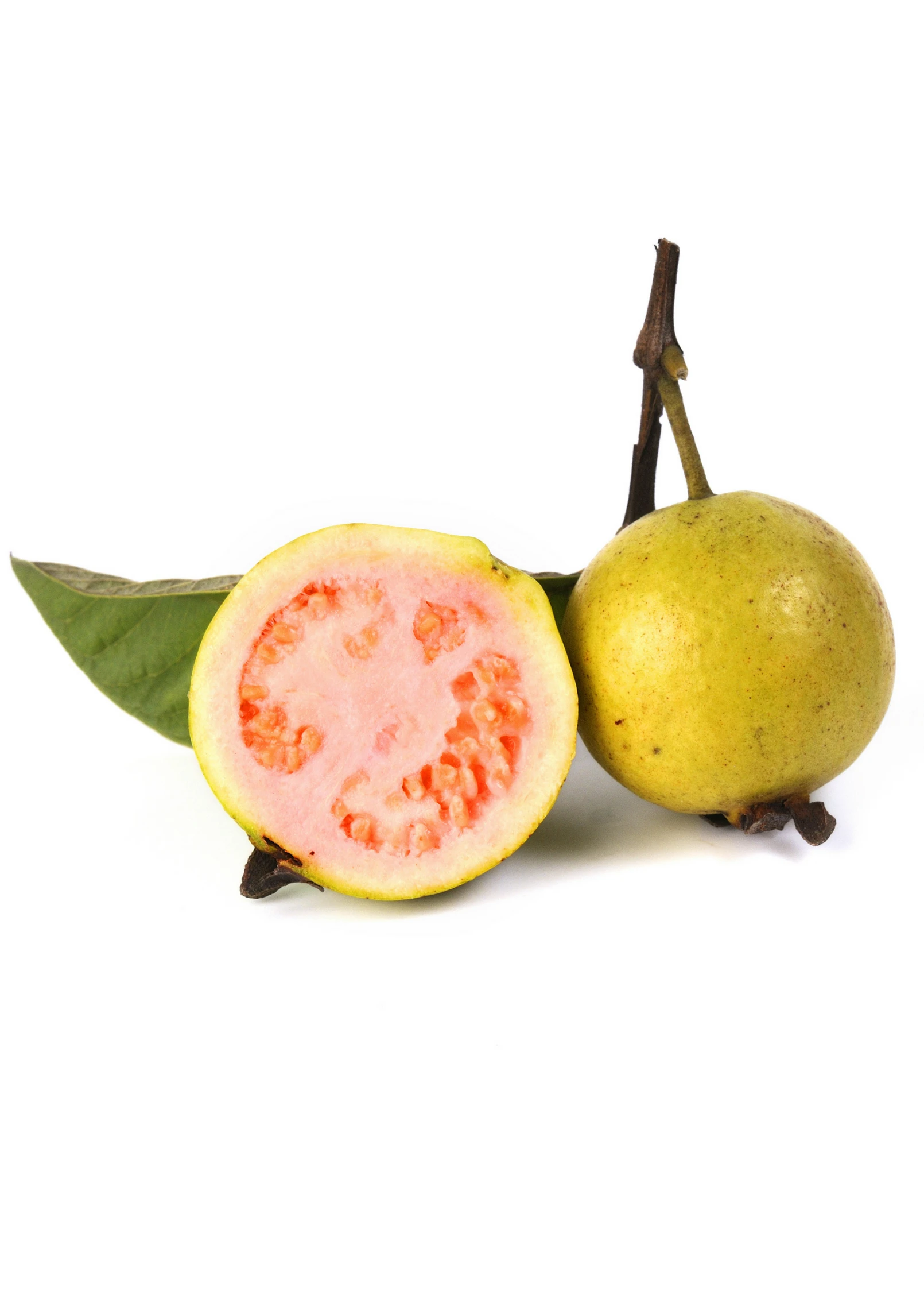 Guava, Wild Florida (Psidium Guajava) 2 Guava, Wild Florida (Psidium Guajava) - Image 2