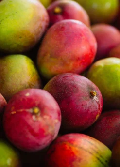 Mango 'Haden' (Mangifera Indica) -Sowexotic Shop hadenmangofruittreeforsalesowexotic