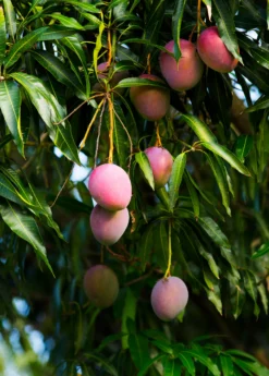 Mango 'Haden' (Mangifera Indica) -Sowexotic Shop hadenmangofruittreeforsalesowexotic 3