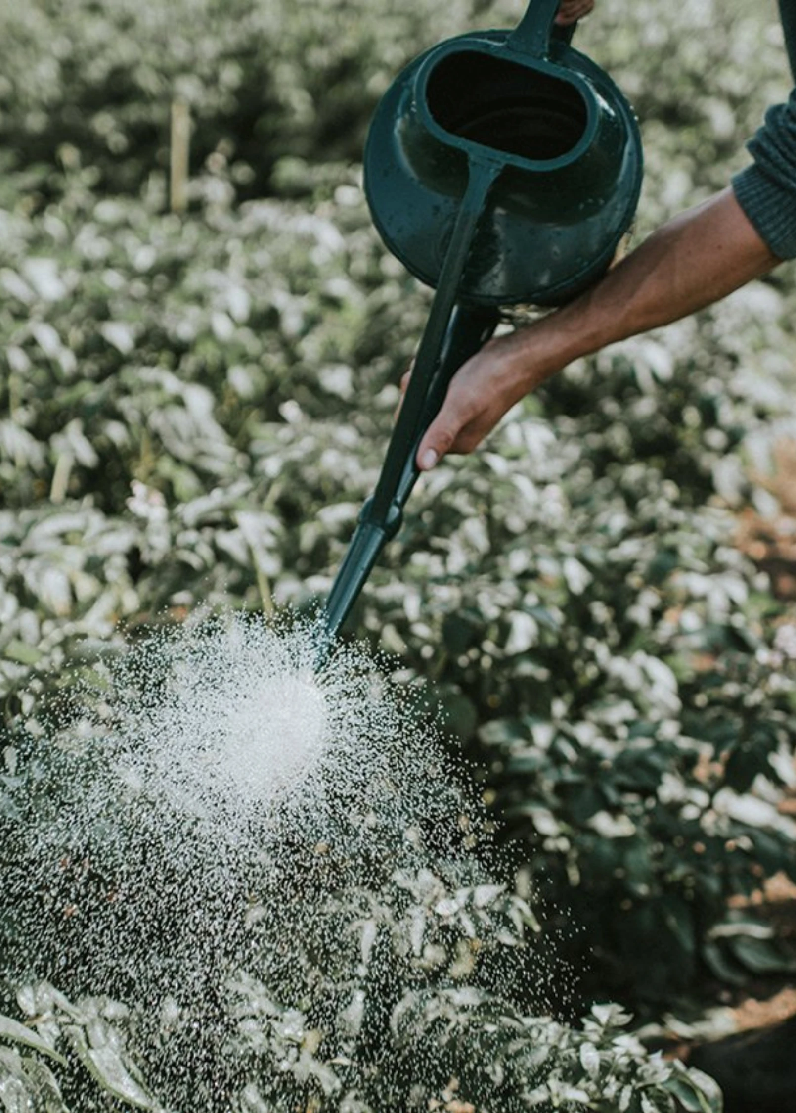 Haws Cradley Cascader Watering Can 1.5 Gallon 6 Liter 2 Haws Cradley Cascader Watering Can 1.5 Gallon 6 Liter - Image 2