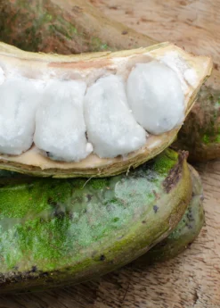 Ice Cream Bean (Inga Edulis) -Sowexotic Shop icecreambeansowexotic 0a273b06 52f6 4a72 8d30 36ed2646dad8