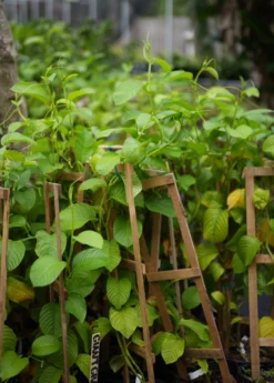 Giant Granadilla (Passiflora Quadrangularis L.) -Sowexotic Shop image 0f96d5a9 a669 4fbe 92d3 05139b4a7144