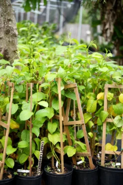 Giant Granadilla (Passiflora Quadrangularis L.) -Sowexotic Shop image 27e3d0c7 bd71 461c 9d5b 443c535f3a7c