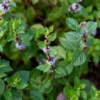 Vietnamese Mint (Mentha X Gracilis)