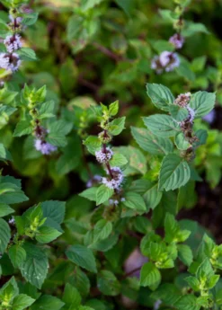 Vietnamese Mint (Mentha X Gracilis)