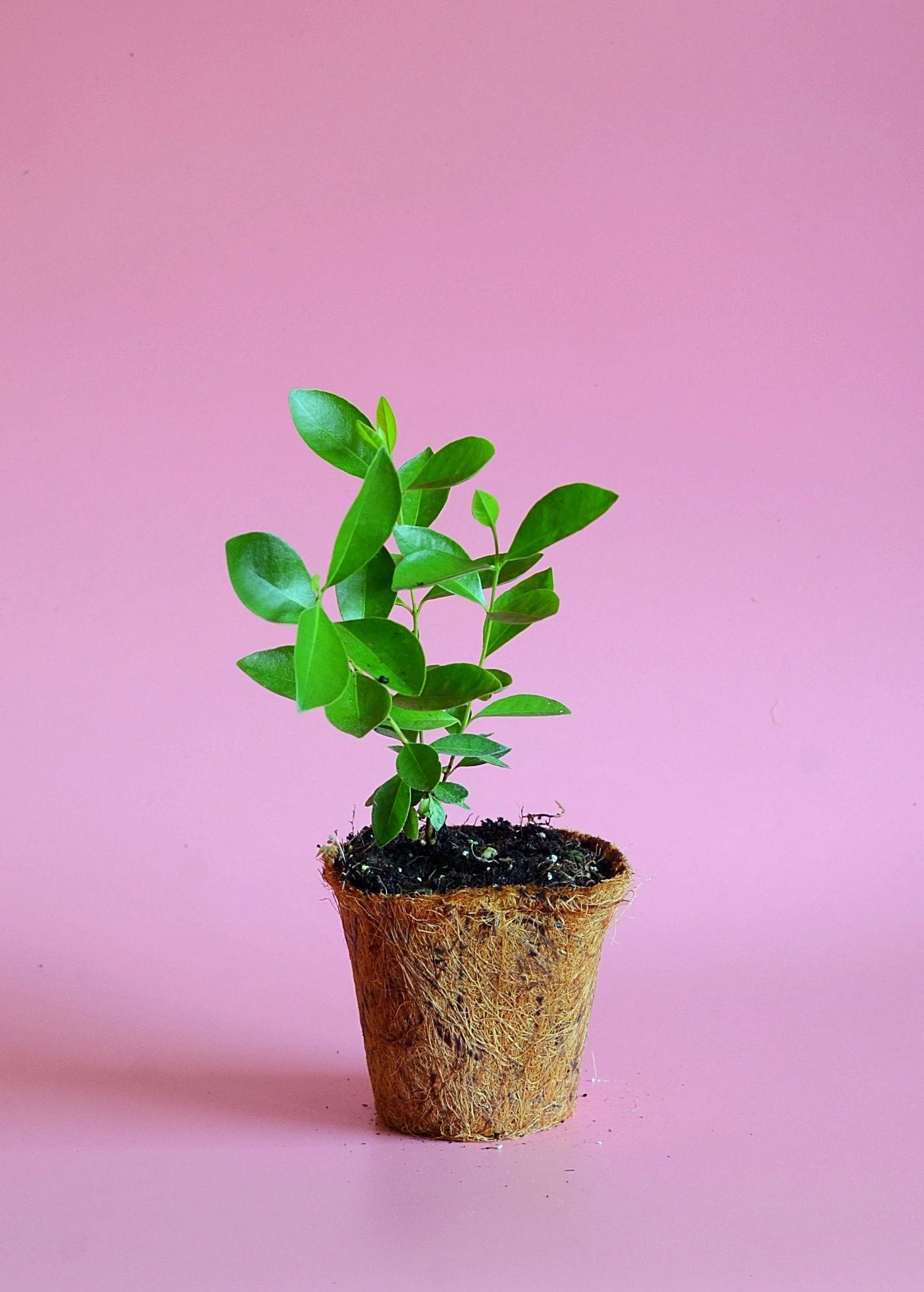 Guava, Strawberry (Psidium Cattleianum) 8 Guava, Strawberry (Psidium Cattleianum) - Image 8