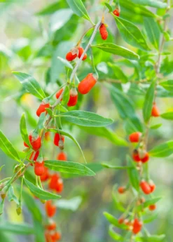 Red Goji Berry (Lycium Barbarum) -Sowexotic Shop image 5b090eb9 c27b 49d7 aaa5 5a885da9965b