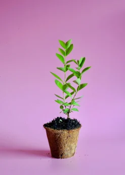 Guava, Lemon (Psidium Littorale) -Sowexotic Shop image 5da25745 e4e1 4cb3 929d 4f728a09408b