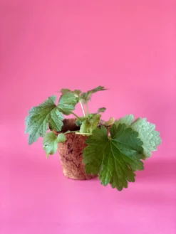 Siberian Motherwort (Leonurus Sibiricus) -Sowexotic Shop image 7b0926f1 f45c 4fdb b85f 38451e3b16a3 scaled