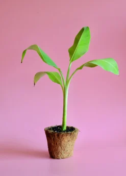 Banana 'Ice Cream' (Musa Acuminata × Balbisiana) -Sowexotic Shop image ac84e703 f46e 436f 823f f3814a0c9441