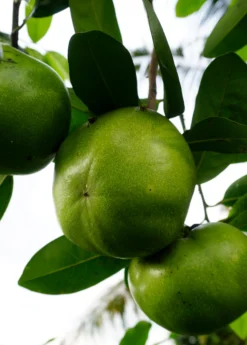 Black Sapote ‘Wilson’ (Diospyros Nigra) -Sowexotic Shop image b6730905 98c4 49e4 bcfe 5344d879a940